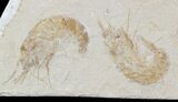 Two Cretaceous Fossil Shrimp & Fish - Lebanon #52781-1